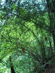 Bambuseae