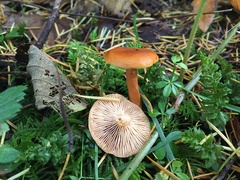 Lactarius luculentus