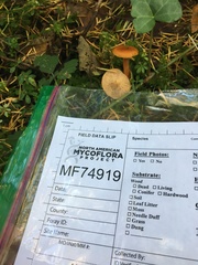 Lactarius luculentus