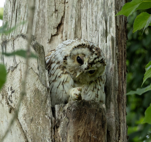 View observation of {o.common_name} on iNaturalist