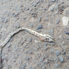 Oxybelis potosiensis