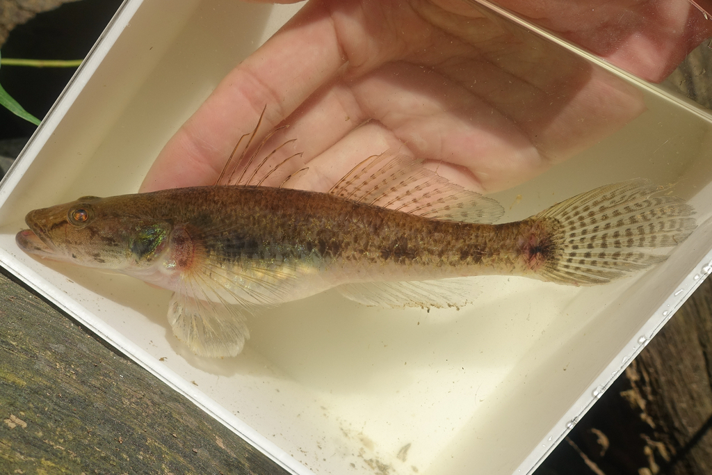 Golden Flathead Goby