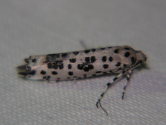 Yponomeuta pustulellus