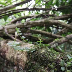 Peperomia berlandieri