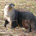 African Clawless Otter - Photo (c) Shamvura Camp, some rights reserved (CC BY-SA)