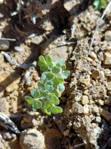 Fibrose Sorrel (Oxalis fibrosa)