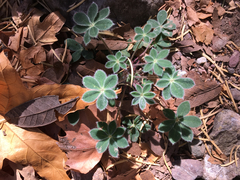 Lupinus huachucanus