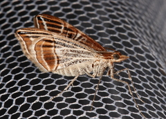 Phrataria transcissata