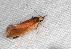 Delexocha ochrocausta