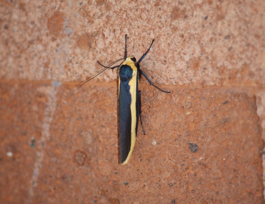 Monosyntaxis affinis