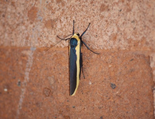 Monosyntaxis affinis