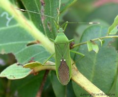 Homoeocerus graminis