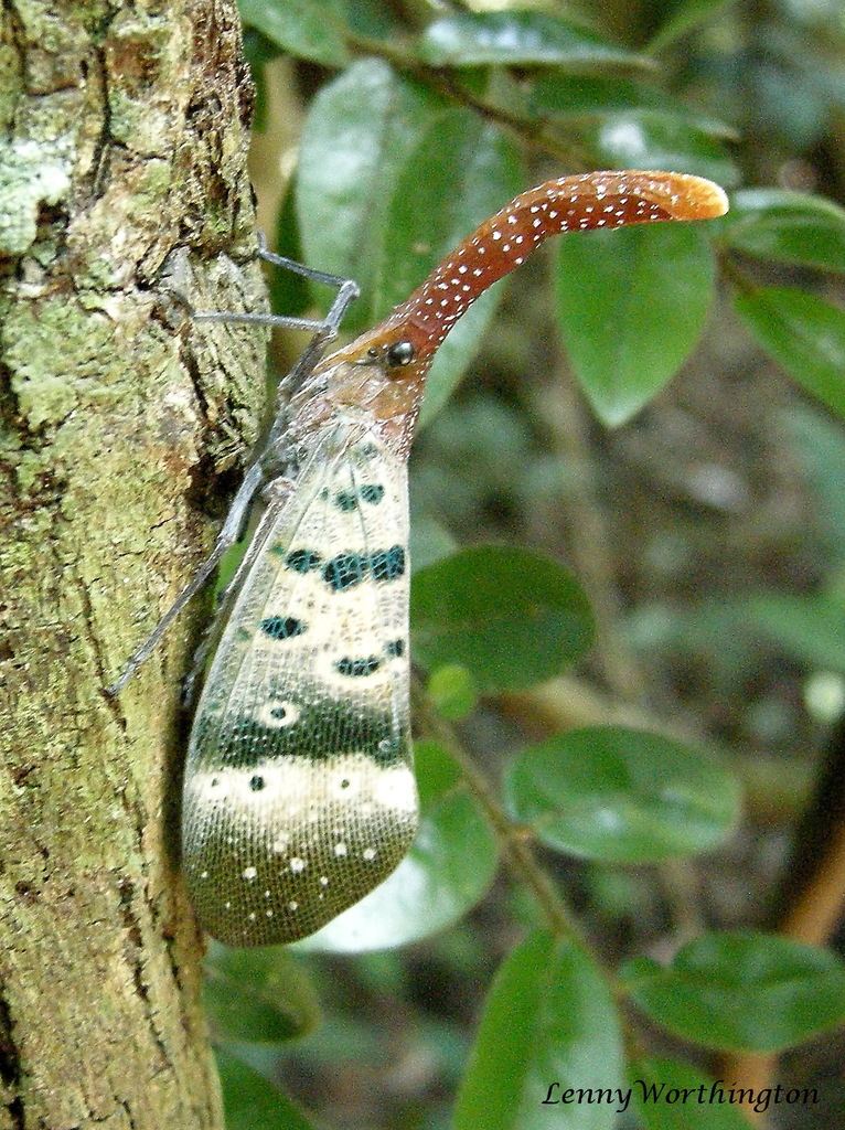 Pyrops ducalis