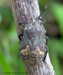 Megymenum brevicorne