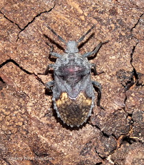 Megymenum brevicorne