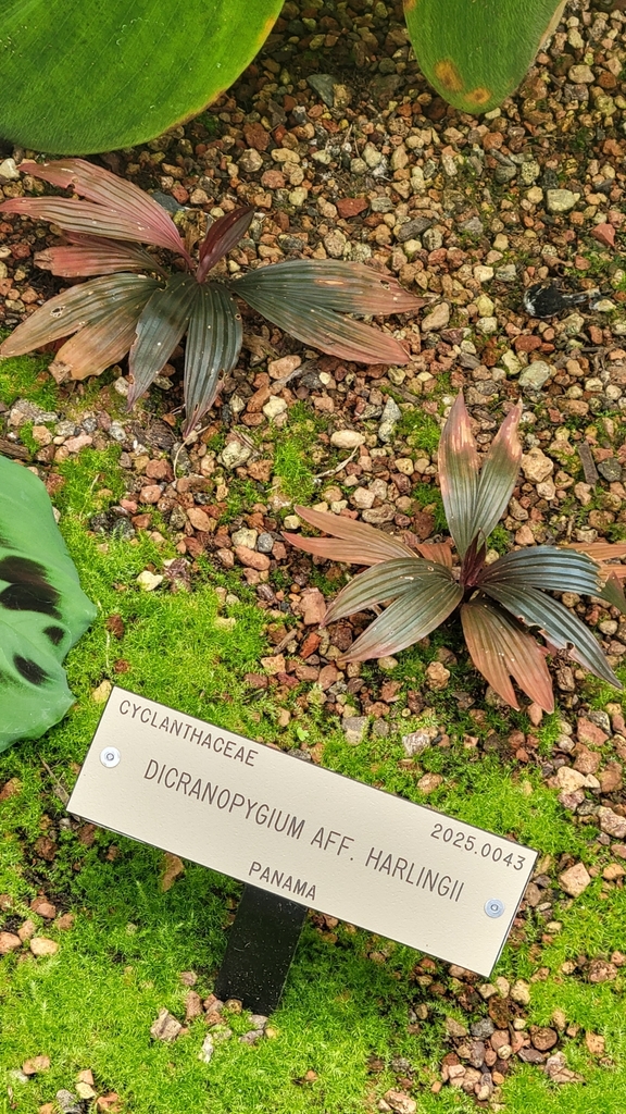 Dicranopygium harlingii