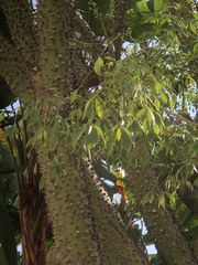 Ceiba speciosa