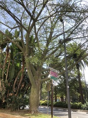 Ceiba speciosa