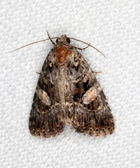 Condica macrosema