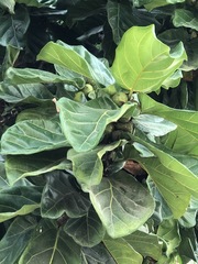 Ficus lyrata