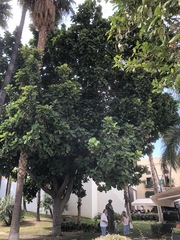 Ficus lyrata