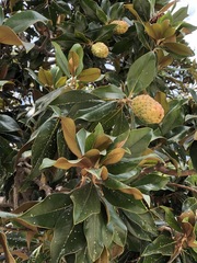 Magnolia grandiflora