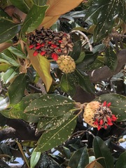 Magnolia grandiflora