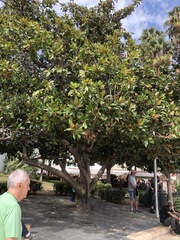 Magnolia grandiflora