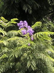 Jacaranda mimosifolia