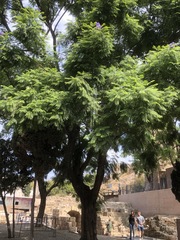 Jacaranda mimosifolia