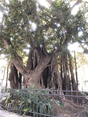 Ficus macrophylla