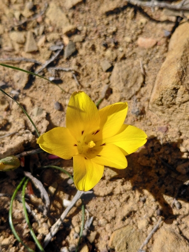 Silky Froetang (Romulea austinii)