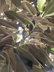 Ficus macrophylla