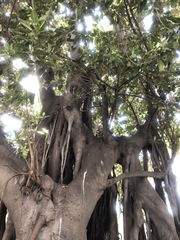 Ficus macrophylla