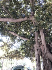 Ficus macrophylla
