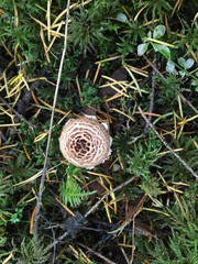 Verrucosporaceae