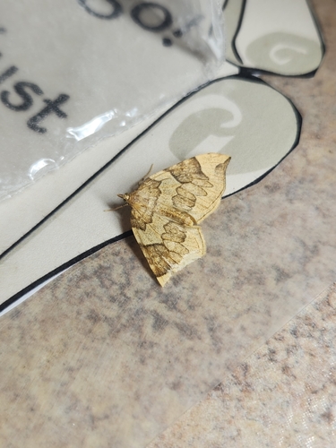 Currant Eulithis Moth photo 3
