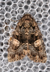 Condica macrosema