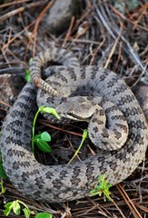 Crotalus pricei