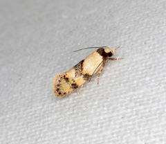 Euphiltra celeteria