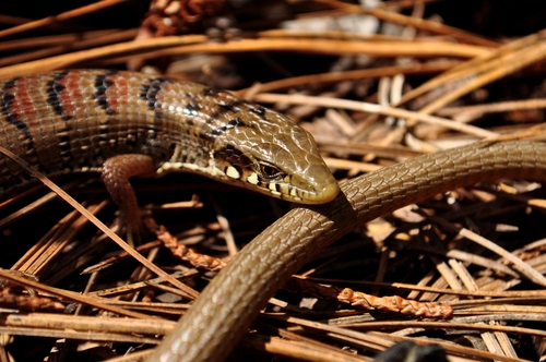 Madrean Alligator Lizard