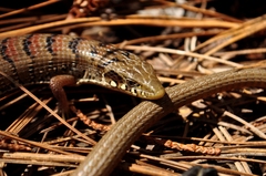 Elgaria kingii kingii