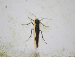 Monosyntaxis affinis