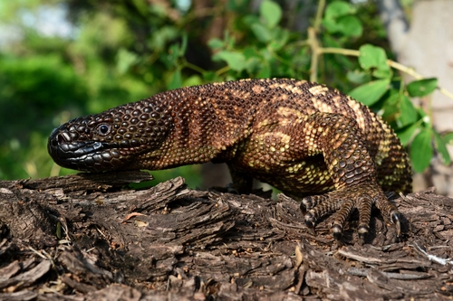 Rio Fuerte Beaded Lizard
