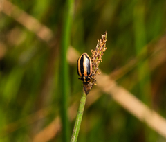 Paranaemia vittigera