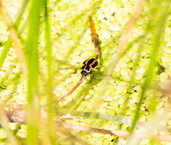 Paranaemia vittigera