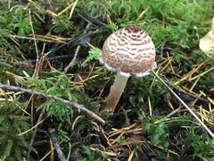 Verrucosporaceae
