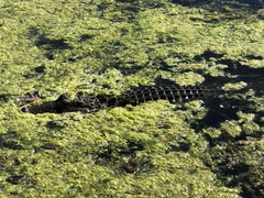 Alligator mississippiensis