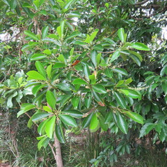 Terminalia microcarpa