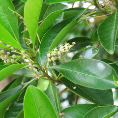 Terminalia microcarpa